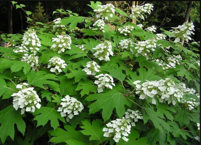 Native Plant - Oakleaf Hydrangea