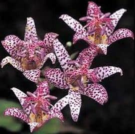 toad lillies close up