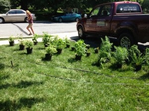 Plants placed, time to remove the sod with a sod cutter