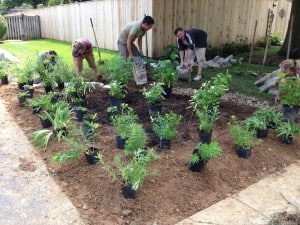 Placing the plants again before planting