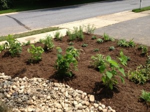 Planted and mulched- waiting for rain