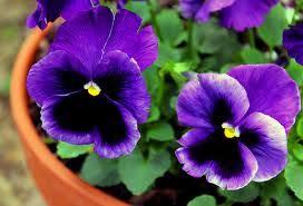 Pansy Pot