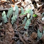 Sanguinaria canadensis