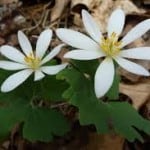 Bloodroot in Bloom