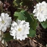 Sanguinaria canadensis 'multiplex' or 'plena'