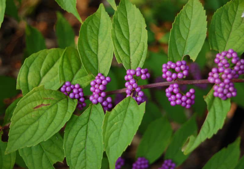 Purple Beautyberry Callicarpa dichotoma Early Amethyst Berries Closeup 2875px