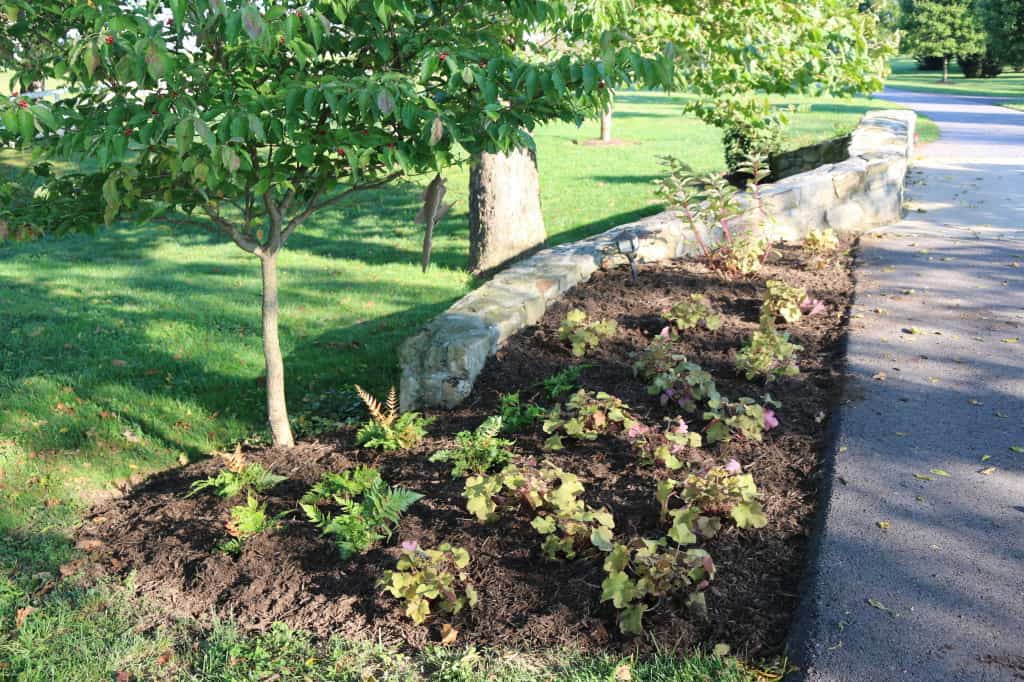 Deer proof shade garden