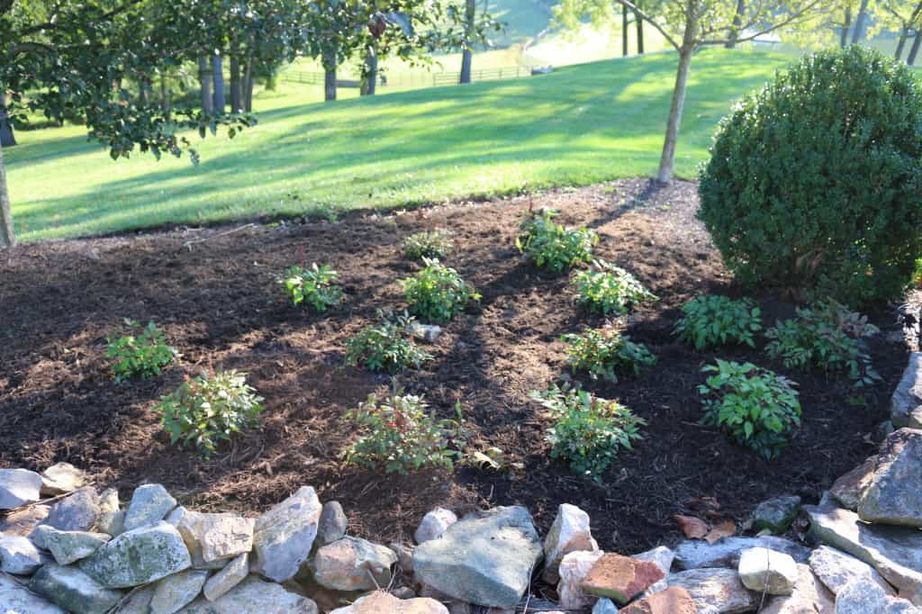 Some astilbe for a Shady, Deer grazed area