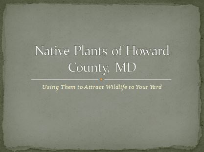 Native Plants of Howard County - Using Them to Attract Wildlife to Your Yard - a Lauren's Garden Service Publication