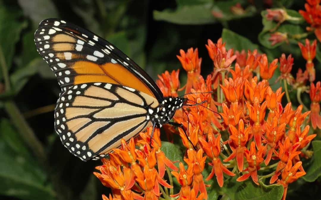 Valuable Resource: Pollinator Value of Native Plants