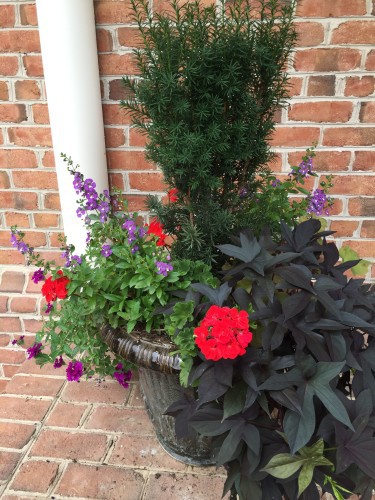 We Love Container Gardens