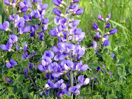 Buy False Indigo - Lauren's Garden Service - Native Plant Shop