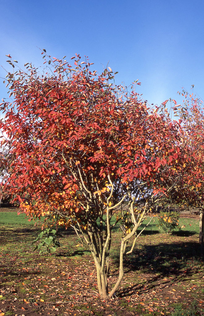 Buy Serviceberry 'Autumn Brilliance' Lauren's Garden Service