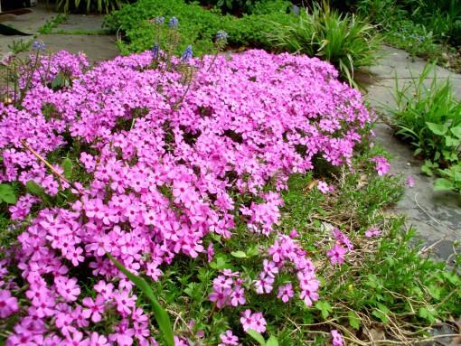 Buy Moss Phlox 'Emerald Pink' - Lauren's Garden Service