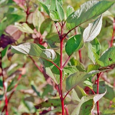 'Ruby Slippers' Oakleaf Hydrangea - Landscape Design, Installation ...