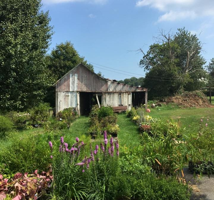 native-plant-nursery-opening-landscape-design-installation