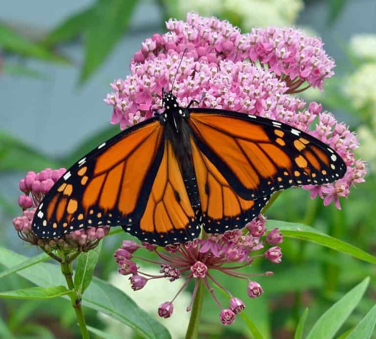 Our Top 10 Favorite Maryland Native Pollinator Perennials - Lauren's ...