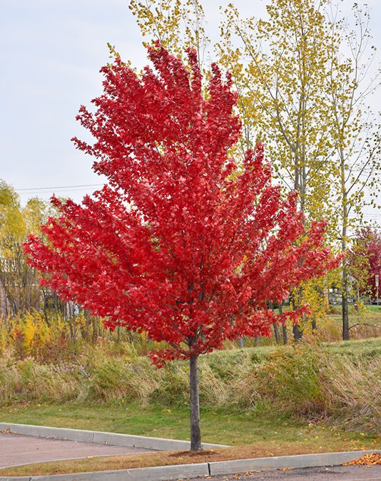 Red Maple: Maryland Native Plants for Interest