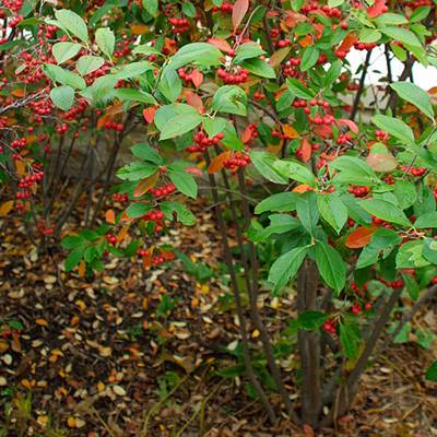 Invasive Shrubs With Red Berries to Avoid – Maryland Grows
