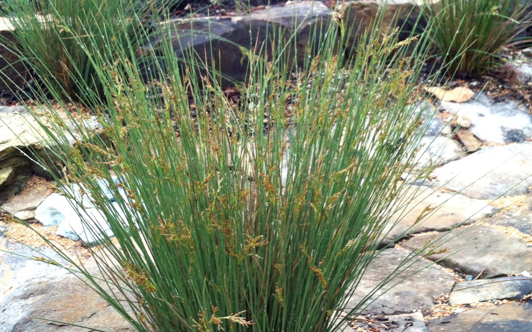 Soft Rush Native Plant Spotlight