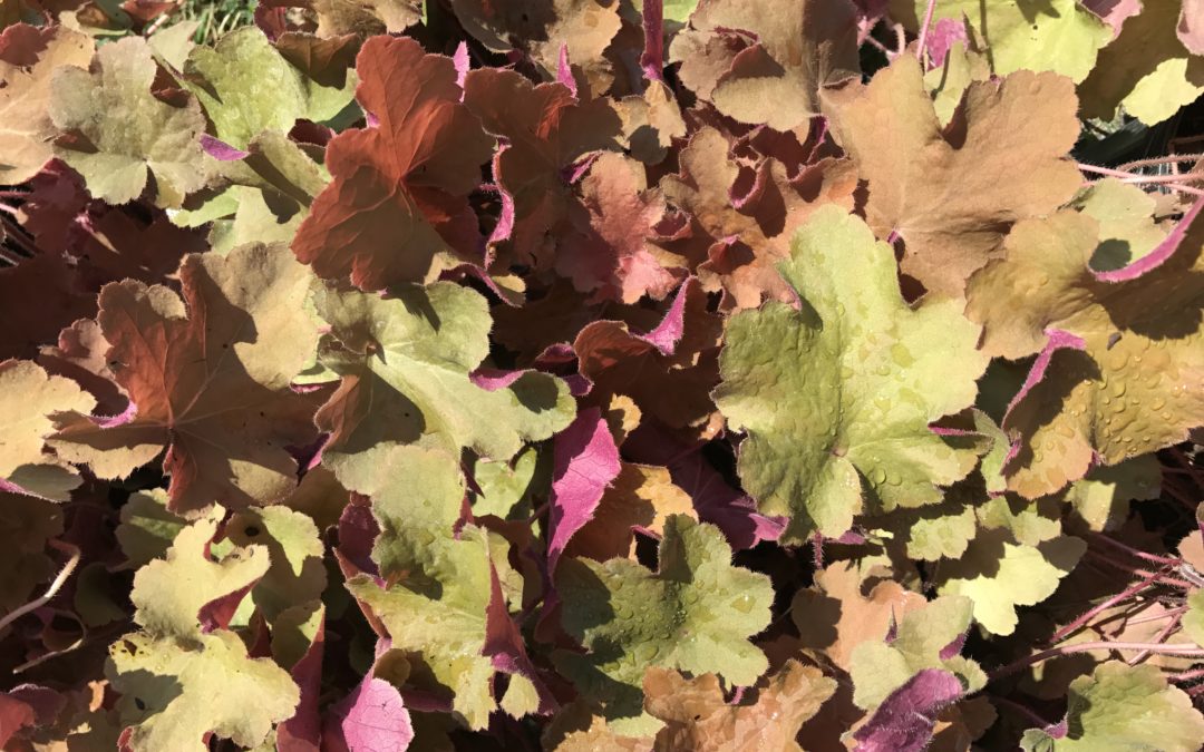 Caramel Heuchera Native Plant Spotlight