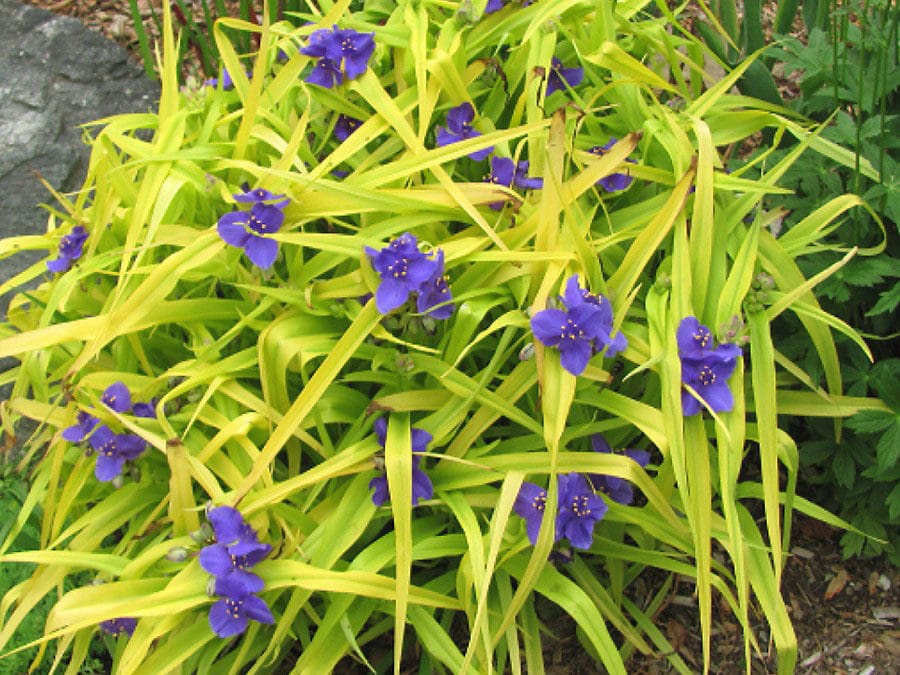 ‘Sweet Kate’ Spiderwort Native Plant Spotlight