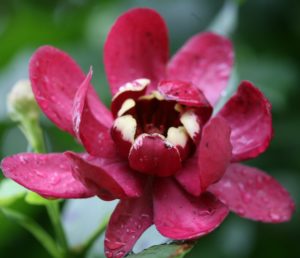 Aphrodite sweet shrub- native flowering deer resistant shrub for shade and sun