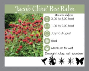 Jacob Cline bee balm native perennial