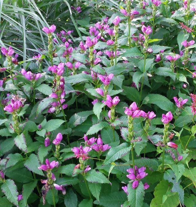 Hot Lips Turtlehead Native Plant Spotlight