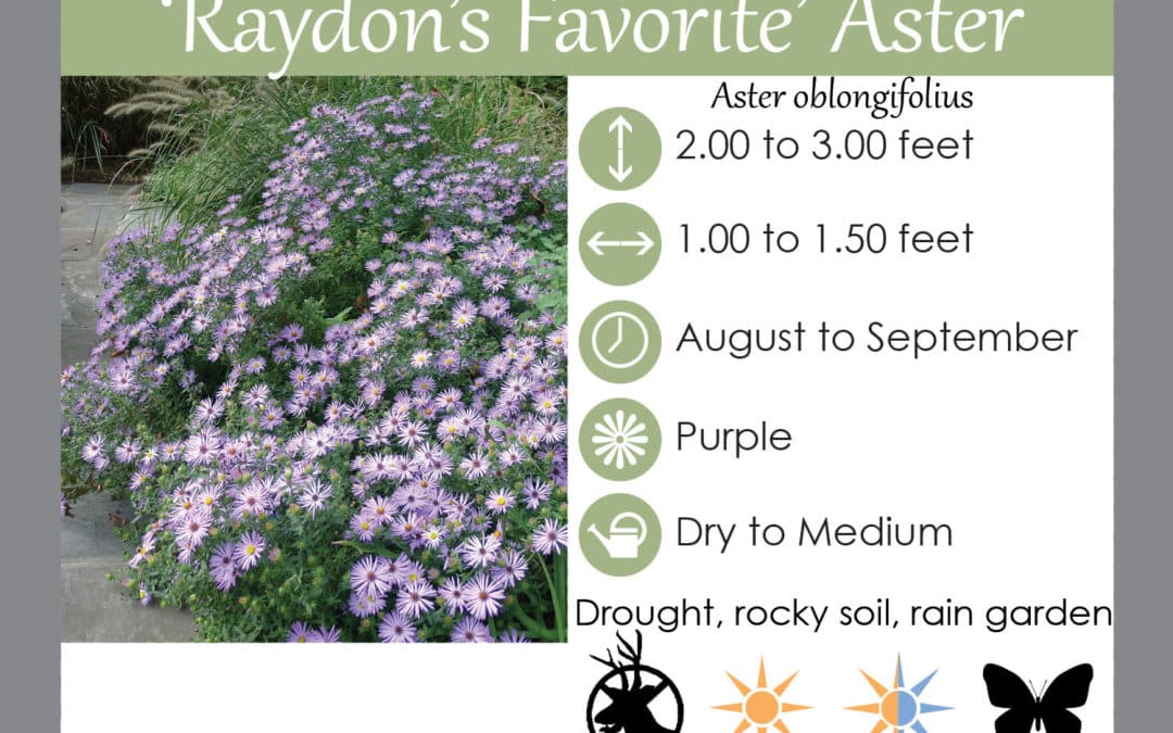 Raydon’s Favorite Aster Native Plant Spotlight