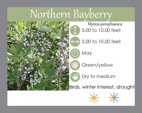 Bayberry - Lauren's Garden Service & Native Plant Nursery