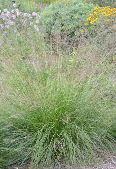 Prairie Dropseed Native Plant Spotlight