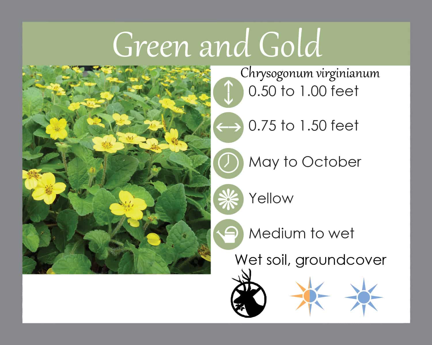 Buy Green and Gold (qt) - LGS Native Plant Shop