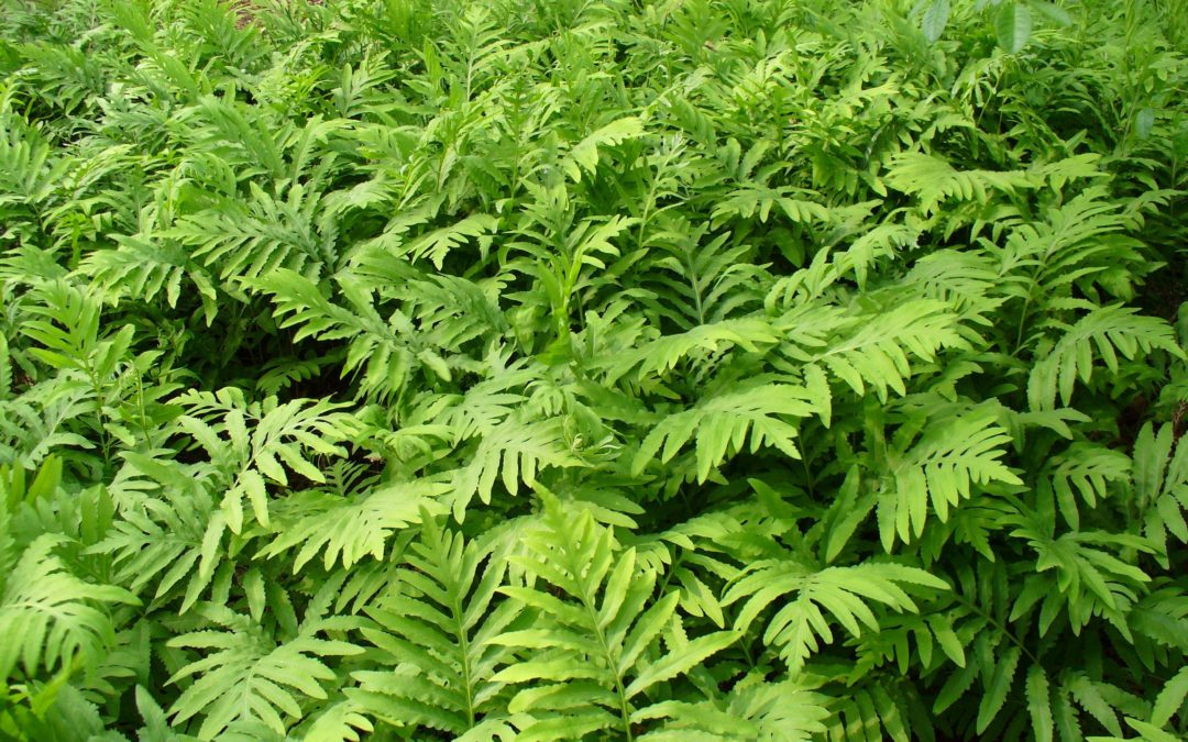 Sensitive Fern:Native Plants of Maryland That Thrive in Your Garden