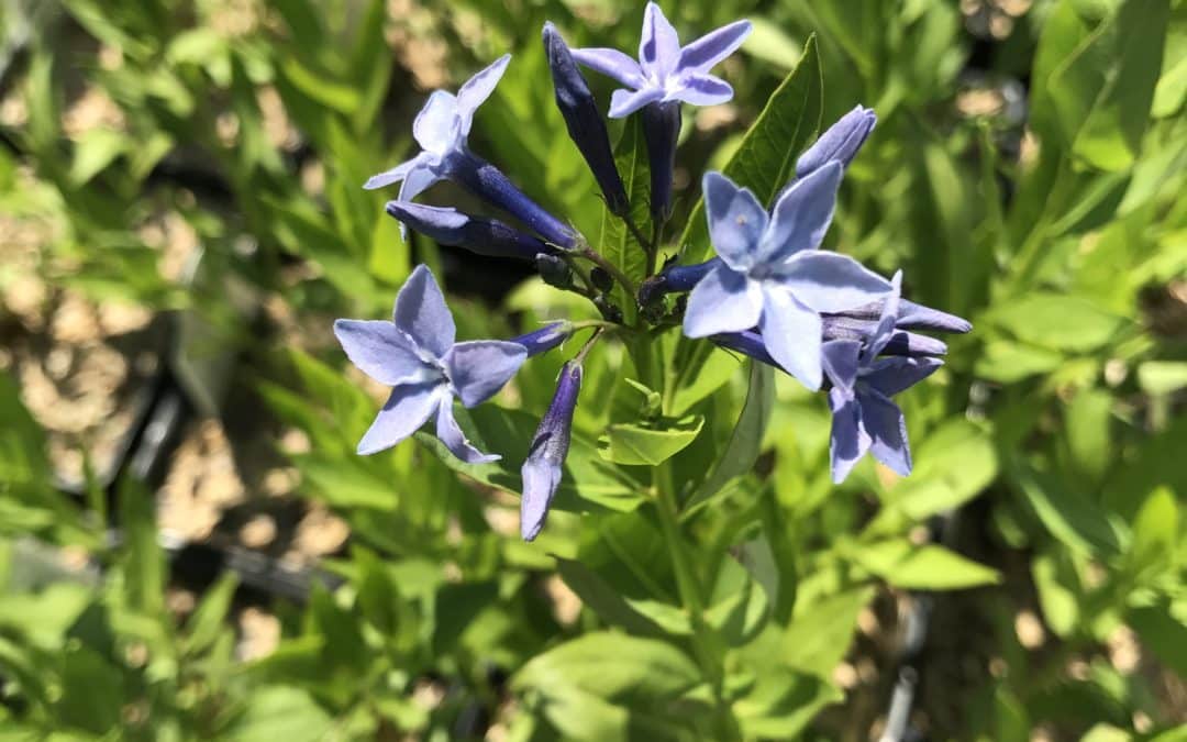  Maryland Native Plants for Spring: Amsonia tabernaemontana – Eastern Bluestar