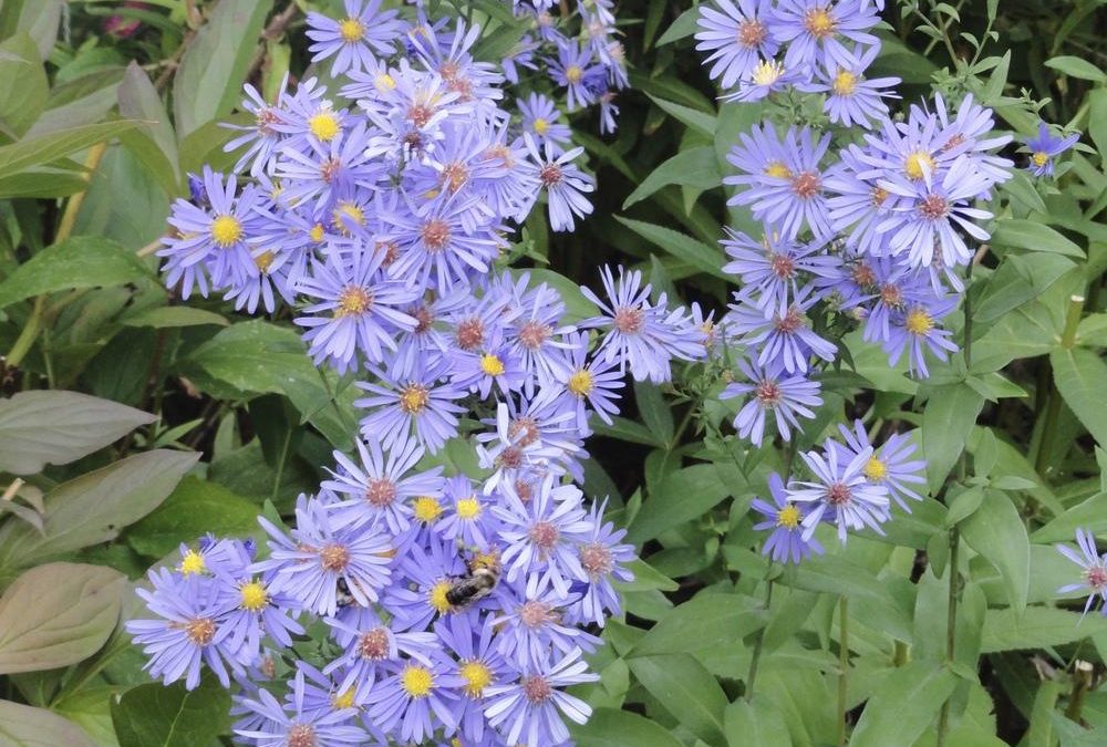 ‘Bluebird’ Smooth Aster: Pollinator Powerhouses