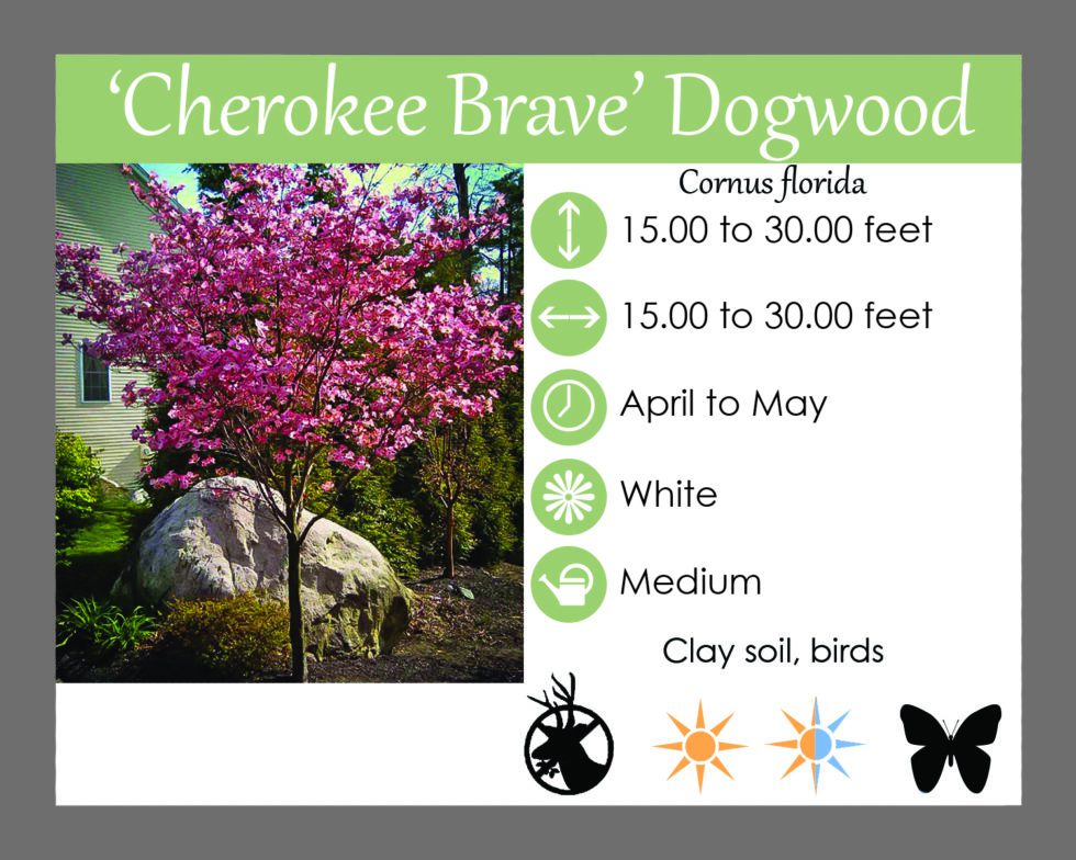 cherokee brave dogwood in the fall colors