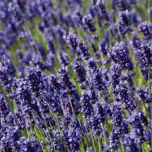 Hidcote Lavender Landscape Design Installation Maintenance And