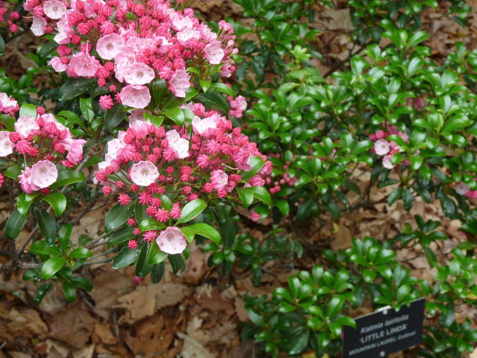 'Little Linda' Mountain Laurel - Landscape Design, Installation