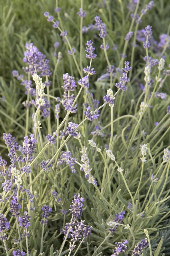 Munstead lavender - Landscape Design, Installation, Maintenance and ...