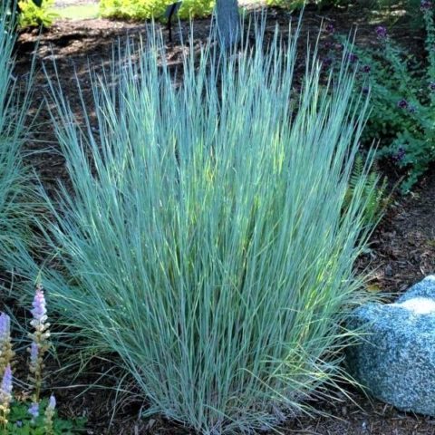 'The Blues' Little Bluestem - Landscape Design, Installation ...