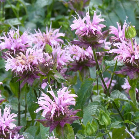 Wild Bergamot - Landscape Design, Installation, Maintenance and Native ...