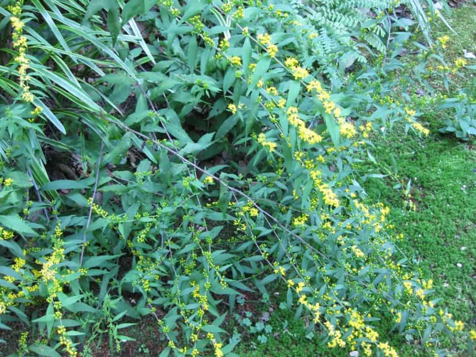 Blue-stemmed Goldenrod - Landscape Design, Installation, Maintenance ...