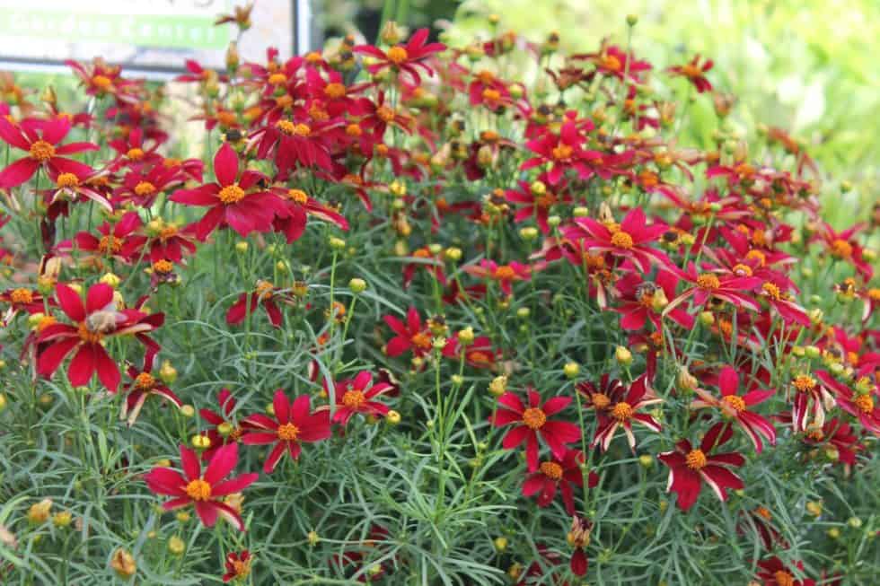 'Red Satin' Tickseed - Landscape Design, Installation, Maintenance and ...