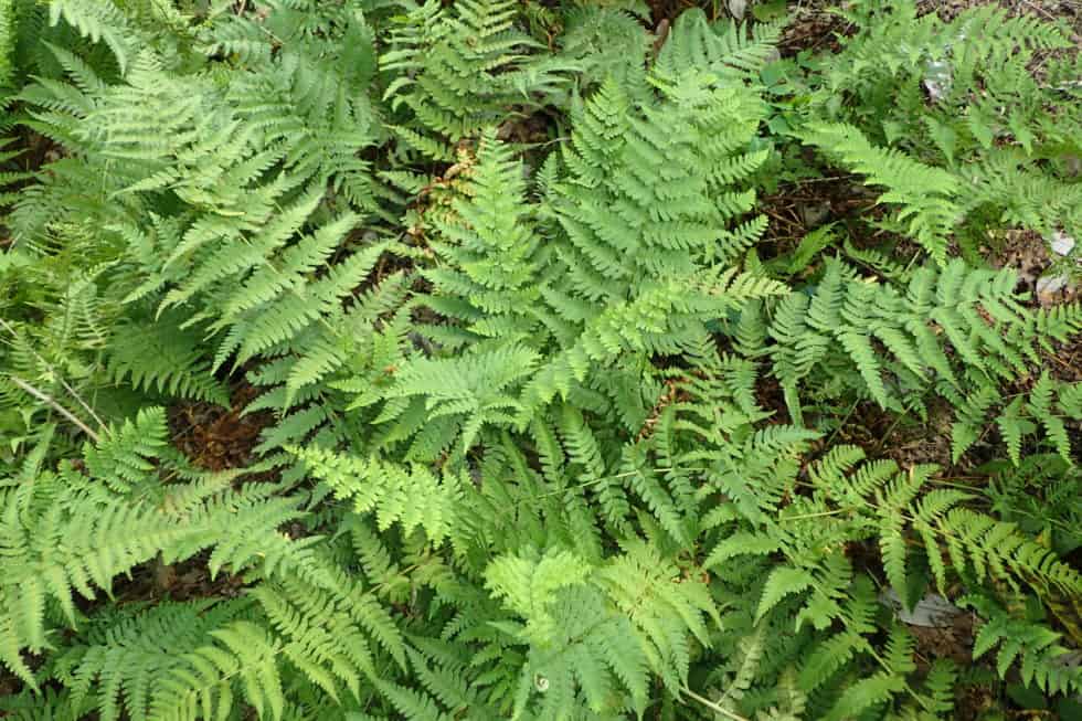 Marginal Wood Fern - Landscape Design, Installation, Maintenance And 