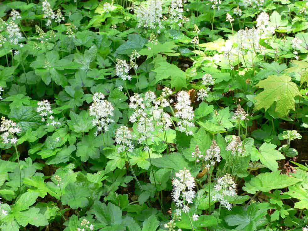 Foamflower - Landscape Design, Installation, Maintenance and Native ...