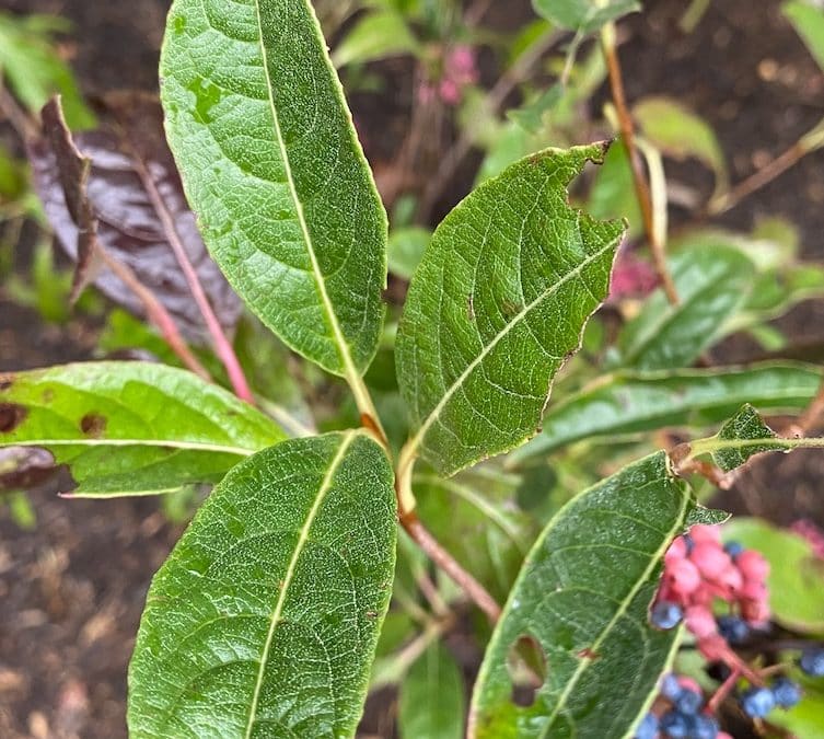 ‘Brandywine’ Viburnum: Maryland Multi-Season Interest Native Plants