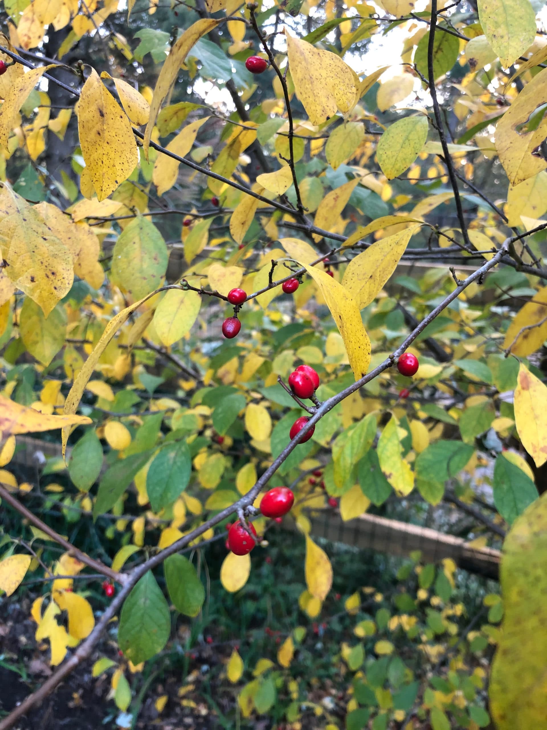 Spicebush2 scaled