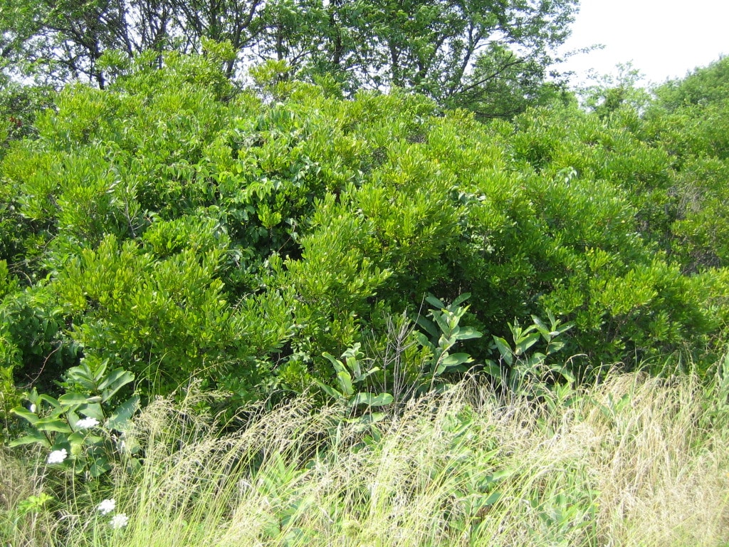 Bayberry hedge