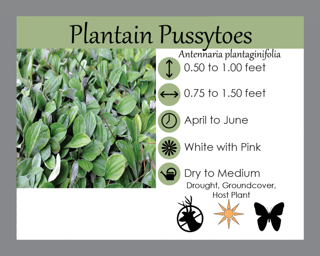 Antennaria plantaginifolia Plantain Pussytoes